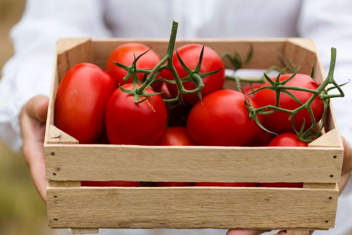 tomatoes in keto diet